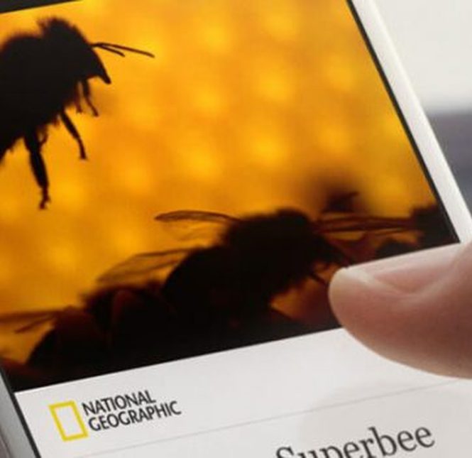 facebook instant article rss feed