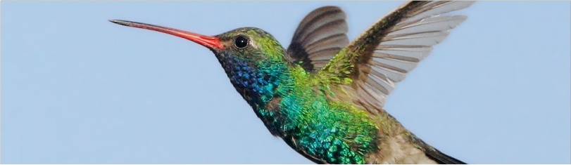 google güncellemeleri hummingbird güncellemesi