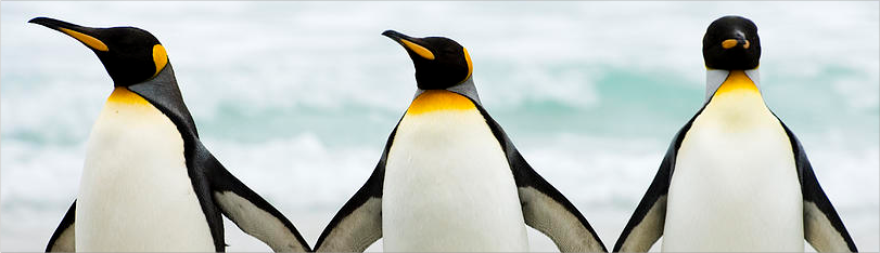 google güncellemeleri penguin güncellemesi