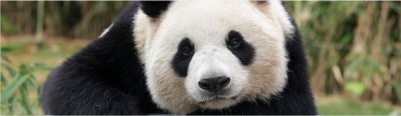google güncellemeleri panda güncellemesi