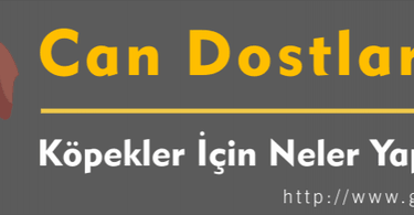 wordpress eğitim seti